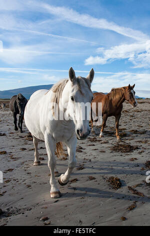 Pferde am Strand, The Magherees, Halbinsel Dingle, County Kerry, Irland. Stockfoto
