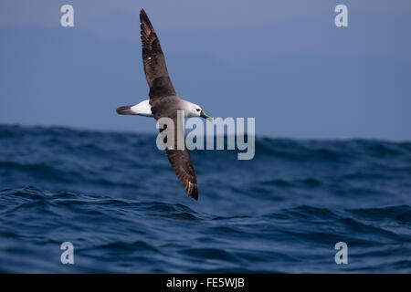 Ein erwachsener Gelb - gerochen Albatros fliegen die Küste von SE Brazilyellow-gerochene Albatros Stockfoto