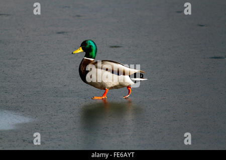 Eine Stockente zu Fuß auf dem Eis Stockfoto