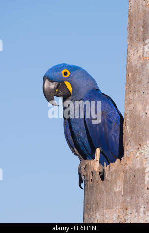 Ein Hyazinthara in seinem Nest im Pantanal Stockfoto