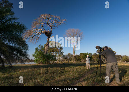 Ein Fotograf schießt ein Jabiru auf dem Nest im südlichen Pantanal Stockfoto