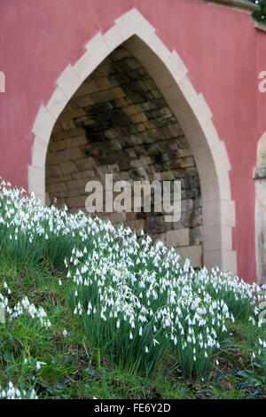 Schneeglöckchen in Painswick Rokoko Gardens. Cotswolds, Gloucestershire, UK Stockfoto