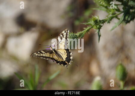 Schmetterling Schwalbenschwanz Stockfoto