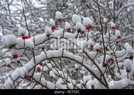 Rote Hund-Rose (Rosa Canina) mit Schnee, Bayern, Deutschland Stockfoto