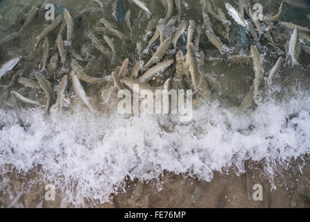 Lord-Howe-Insel, Fischfütterung Raserei Neds Beach, wo Lippfisch, Meeräsche, Hornhecht und King Fisch für Häppchen zu konkurrieren Stockfoto