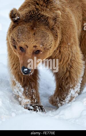Syrischer Braunbär (Ursus Arctos Syriacus) zu Fuß durch den Schnee, Gefangenschaft, Kanton Schwyz, Schweiz Stockfoto