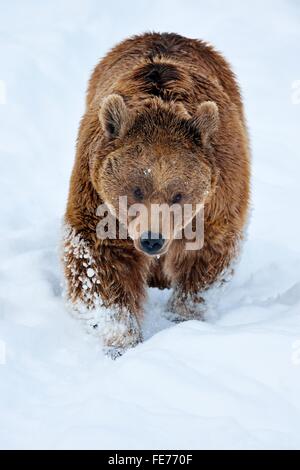 Syrischer Braunbär (Ursus Arctos Syriacus) zu Fuß durch den Schnee, Kanton Schwyz, Schweiz Stockfoto