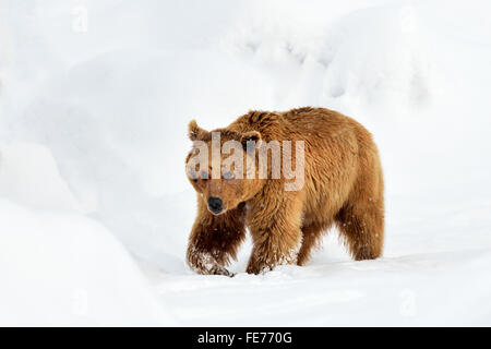 Syrischer Braunbär (Ursus Arctos Syriacus) zu Fuß durch den Schnee, Kanton Schwyz, Schweiz Stockfoto