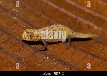 Peyrieras Pygmäen Chamäleon (Brookesia Peyrierasi) auf Blatt, Insel Nosy Mangabe, Bucht von Antongil Nordosten Madagaskars Stockfoto