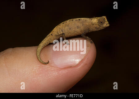 Peyrieras Pygmäen Chamäleon (Brookesia Peyrierasi) am Finger, Nosy Mangabe Bucht von Antongil, nordöstlichen Madagaskar Madagaskar Stockfoto