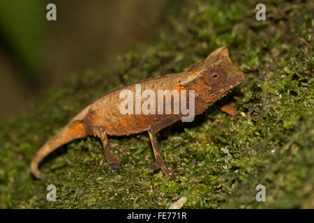 Braun Blatt Chamäleon (Brookesia Superciliaris) im Regenwald, Marojejy Nationalparks, nordöstlichen Madagaskar Madagaskar Stockfoto