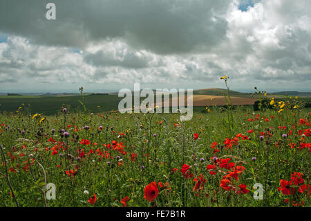 Wiese Feld von Mohn und wilde Sommerblumen auf der Kreide-Hügeln der East Sussex South Downs, England. Stockfoto