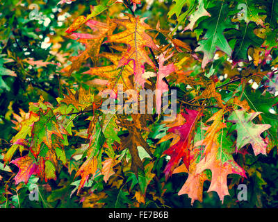 Rote Eiche / Quercus Rubra Blätter im Herbst - Frankreich. Stockfoto
