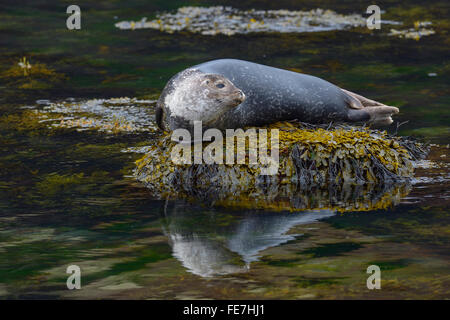 Gemeinsame oder Hafen Dichtung (Phoca Vitulina) ruht auf Stein im Wasser, Arnarstapi, West Island, Island Stockfoto