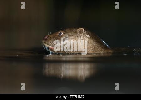 Europäischen Fischotter (Lutra Lutra) schwimmen, jagen nachts, Reflexion, Porträt, Nationalpark Kiskunság, Ostungarn, Ungarn Stockfoto