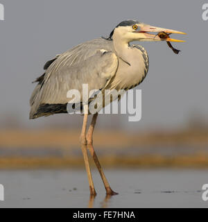 Graureiher (Ardea Cinerea) mit Wels Wels (Silurus Glanis) im Schnabel, Nationalpark Kiskunság, Ungarn Stockfoto