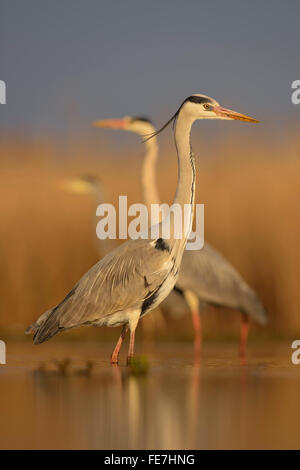 Graureiher (Ardea Cinerea) stehend, Morgenlicht, Nationalpark Kiskunság, Ungarn Stockfoto