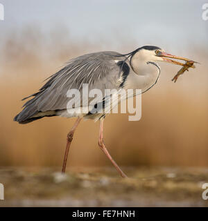 Graureiher (Ardea Cinerea) mit Wels Wels (Silurus Glanis) im Schnabel, Nationalpark Kiskunság, Ungarn Stockfoto