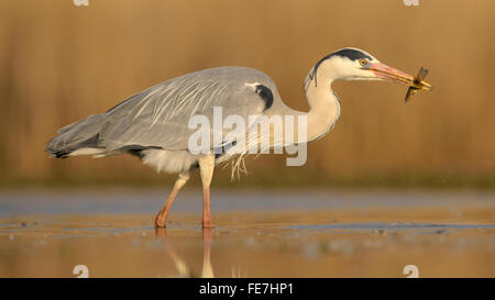 Graureiher (Ardea Cinerea) mit Wels Wels (Silurus Glanis) im Schnabel, Nationalpark Kiskunság, Ungarn Stockfoto