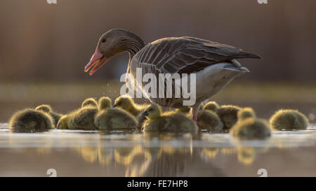 Graugänse (Anser Anser) mit Gänsel, Fütterung, Abendlicht, Nationalpark Kiskunság, Ungarn Stockfoto