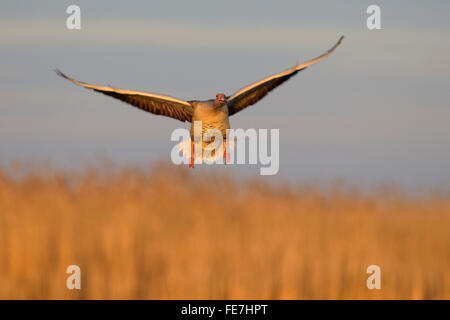 Graugänse (Anser Anser) fliegen, Morgenlicht, Nationalpark Kiskunság, Ungarn Stockfoto