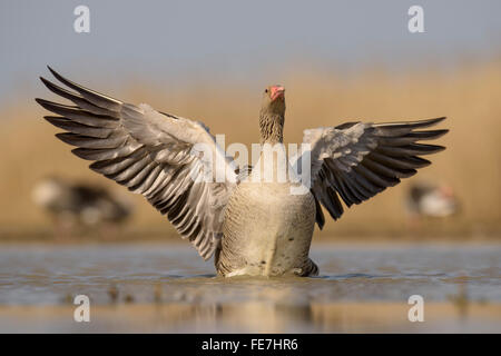 Graugans (Anser Anser), Gander mit Flügeln, Verhalten, Nationalpark Kiskunság, Ungarn Stockfoto