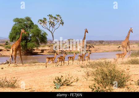 Retikuliert Giraffe (Giraffa Plancius Reticulata) mit Impalas (Aepyceros Melampus), Samburu National Reserve, Kenia Stockfoto