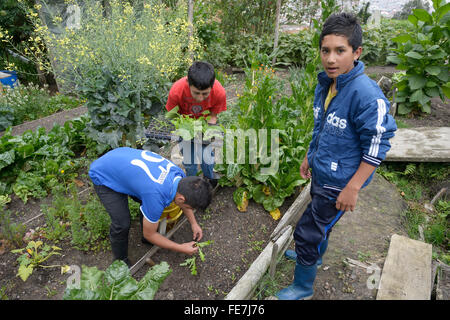 Salat in einem Gemüsegarten anpflanzen Jugendliche soziales Projekt in Bogota, Kolumbien Stockfoto