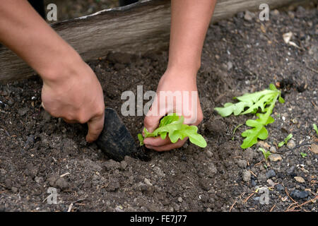 Teenager, die Anpflanzung von Salat in ein Blumenbeet, soziales Projekt in Bogota, Kolumbien Stockfoto