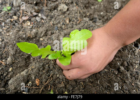 Teenager, die Anpflanzung von Salat in ein Blumenbeet, soziales Projekt in Bogota, Kolumbien Stockfoto