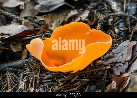 Orange Peel Pilz (Aleuria Aurantia), saprophytischen, Kanton Freiburg, Schweiz Stockfoto