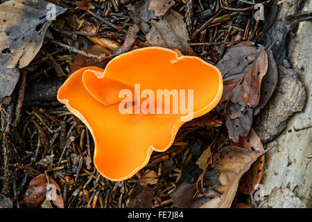 Orange Peel Pilz (Aleuria Aurantia), saprophytischen, Kanton Freiburg, Schweiz Stockfoto