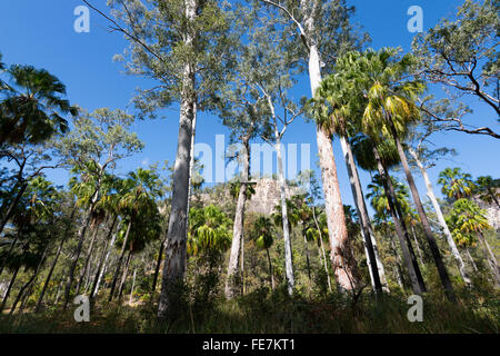 Kohl Baum Palmen, Livistona Australis, Carnarvon Gorge, Queensland, Australien Stockfoto