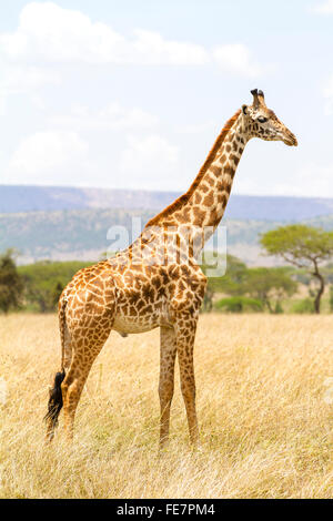 Lange Giraffe stehend in der Savanne im Serengeti Stockfoto