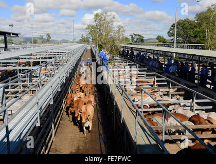 Central Queensland Livestock Exchange (CQLX), Gracemere, Queensland, Queensland, Australien Stockfoto