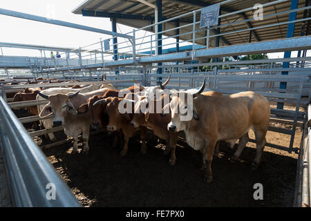 Central Queensland Livestock Exchange (CQLX), Gracemere, Queensland, Queensland, Australien Stockfoto