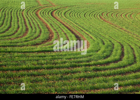 Ein Feld von Winterweizen gesät oder Gerste in einem fegen "Form Muster auf dem Lande Northamptonshire, England Stockfoto