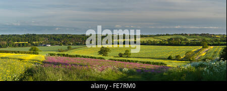 Panoramablick auf Ackerland mit Wildblumen Feldrand gesät locken Bienen und Insekten in der Nähe von East Haddon in Northamptonshire, England Stockfoto