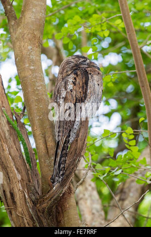 nördlichen aber (Nyctibius Jamaicensis) Erwachsenen thront schlafend auf Ast des Baumes im Wald, Jamaika, Karibik Stockfoto