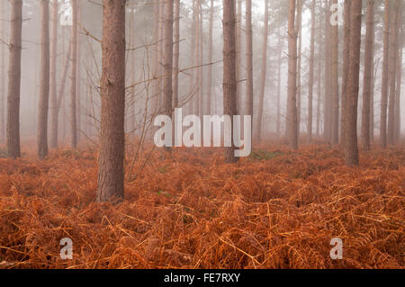 Winter Nebel unter den Tannen und goldenen Bracken Harlestone Tannen am Rande des Northampton, Northamptonshire, England Stockfoto