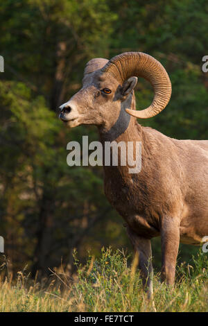 Bighorn Schafe (Ovis Canadensis) Ram, Jasper Nationalpark, Alberta, Kanada Stockfoto