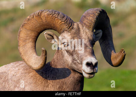 Dickhornschaf (Ovis Canadensis) Großaufnahme Porträt RAM, Jasper Nationalpark, Alberta, Kanada Stockfoto