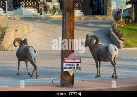 Dickhornschaf (Ovis Canadensis) rammt in den Straßen des Dorfes Ost Kootenay, Radium Hot Springs, Britisch-Kolumbien, Kanada Stockfoto