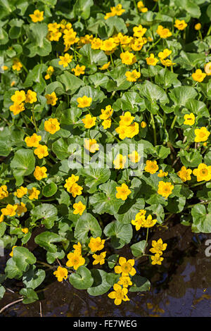 Marsh Marigold Caltha Palustris bei Coed-y-Cerrig Nature reserve, Wales, UK Stockfoto