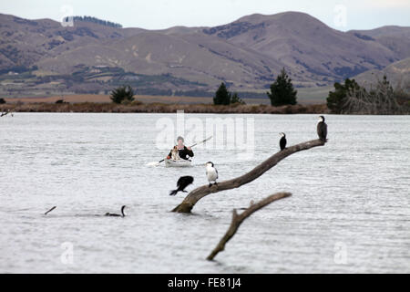 Wird Parsons Treibholz Rückzugs-und Öko-Touren Kajak auf der Lagune am Wairau Bar, Marlborough Stockfoto