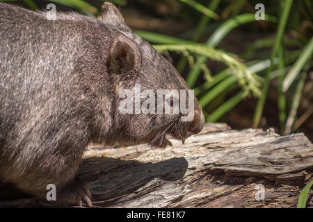 Wombat zeigt Zähne Stockfoto