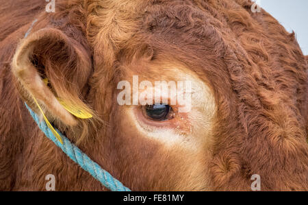 ein Stier-Auge Stockfoto