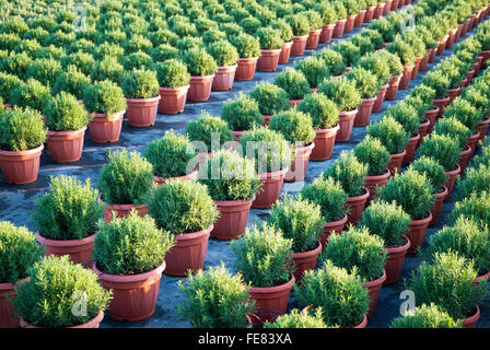 Wachsende Pflanzen Rosmarin Stockfoto