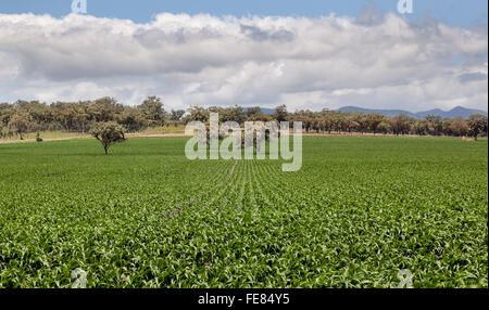 Reiche Bauernland in New South Wales in der Nähe von natrlich Stockfoto