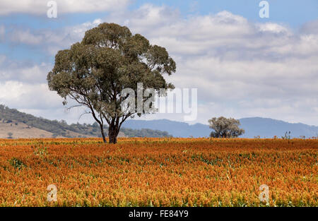 Sorghum, ein Getreidekorn ist die fünfte wichtigste Getreideart in der Welt, vor allem wegen seiner natürlichen Trockentoleranz Stockfoto